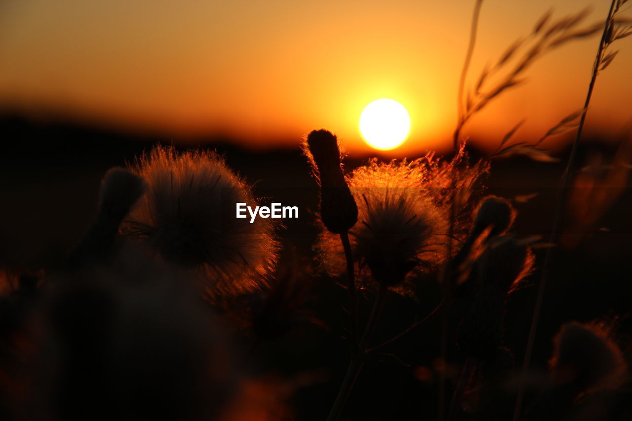 CLOSE-UP OF ORANGE FLOWERING PLANT AT SUNSET