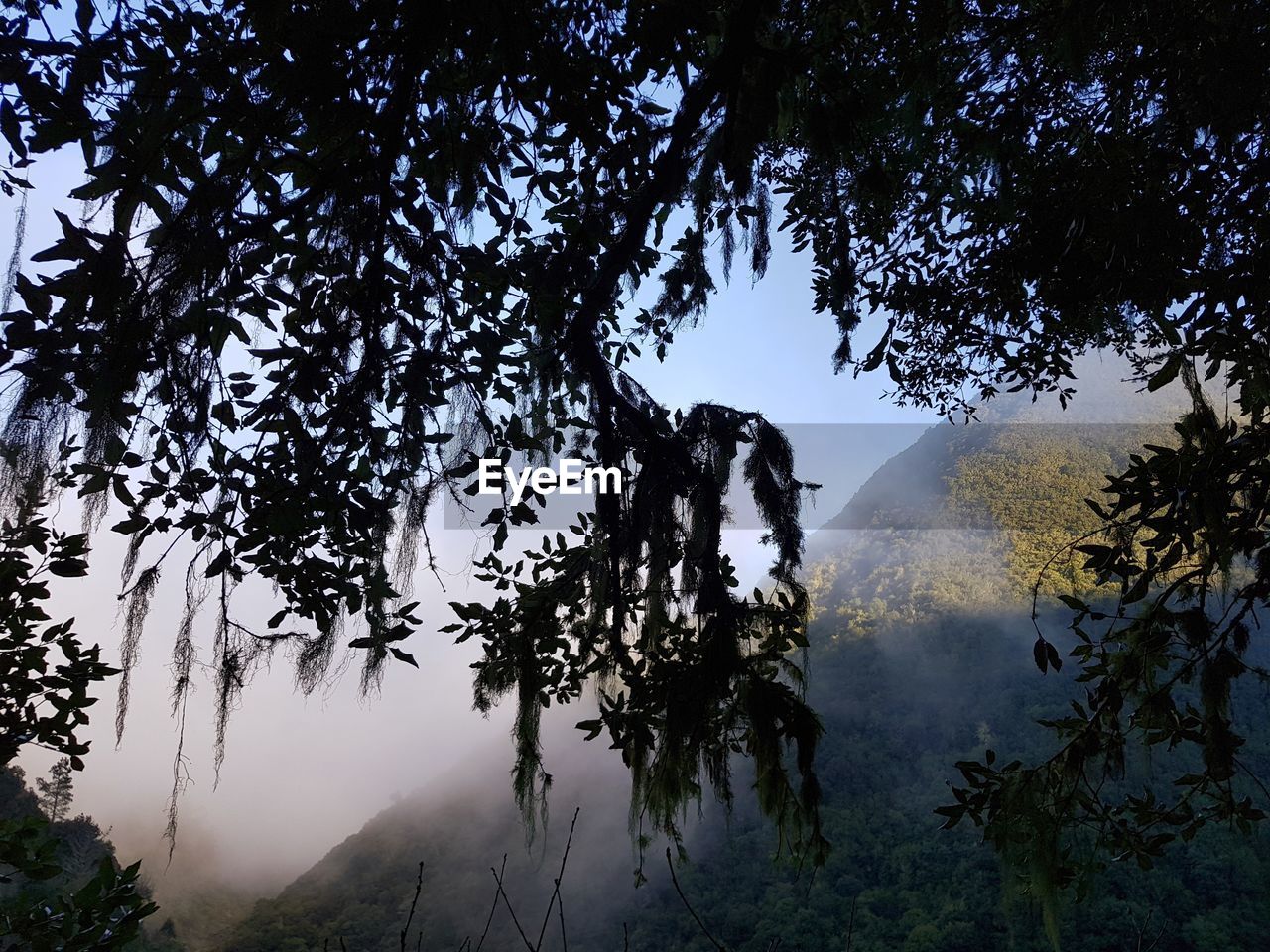 Low angle view of silhouette trees against sky