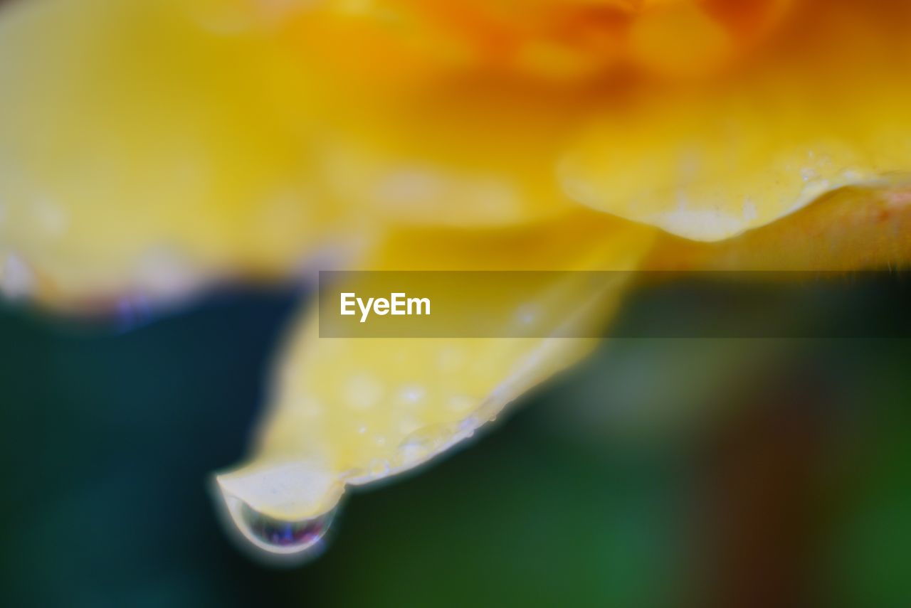 CLOSE-UP OF WATER DROPS ON YELLOW FLOWER