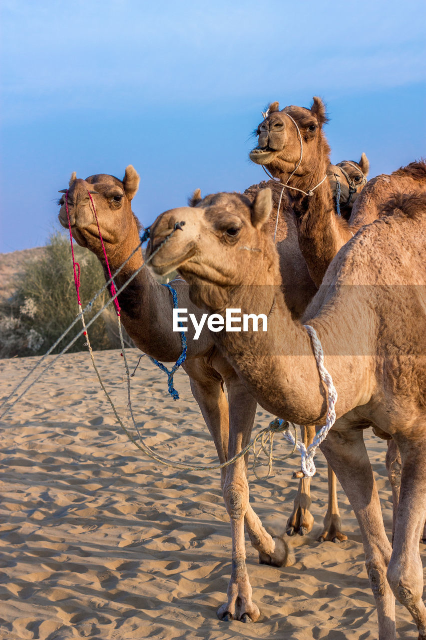 Camels in desert against sky