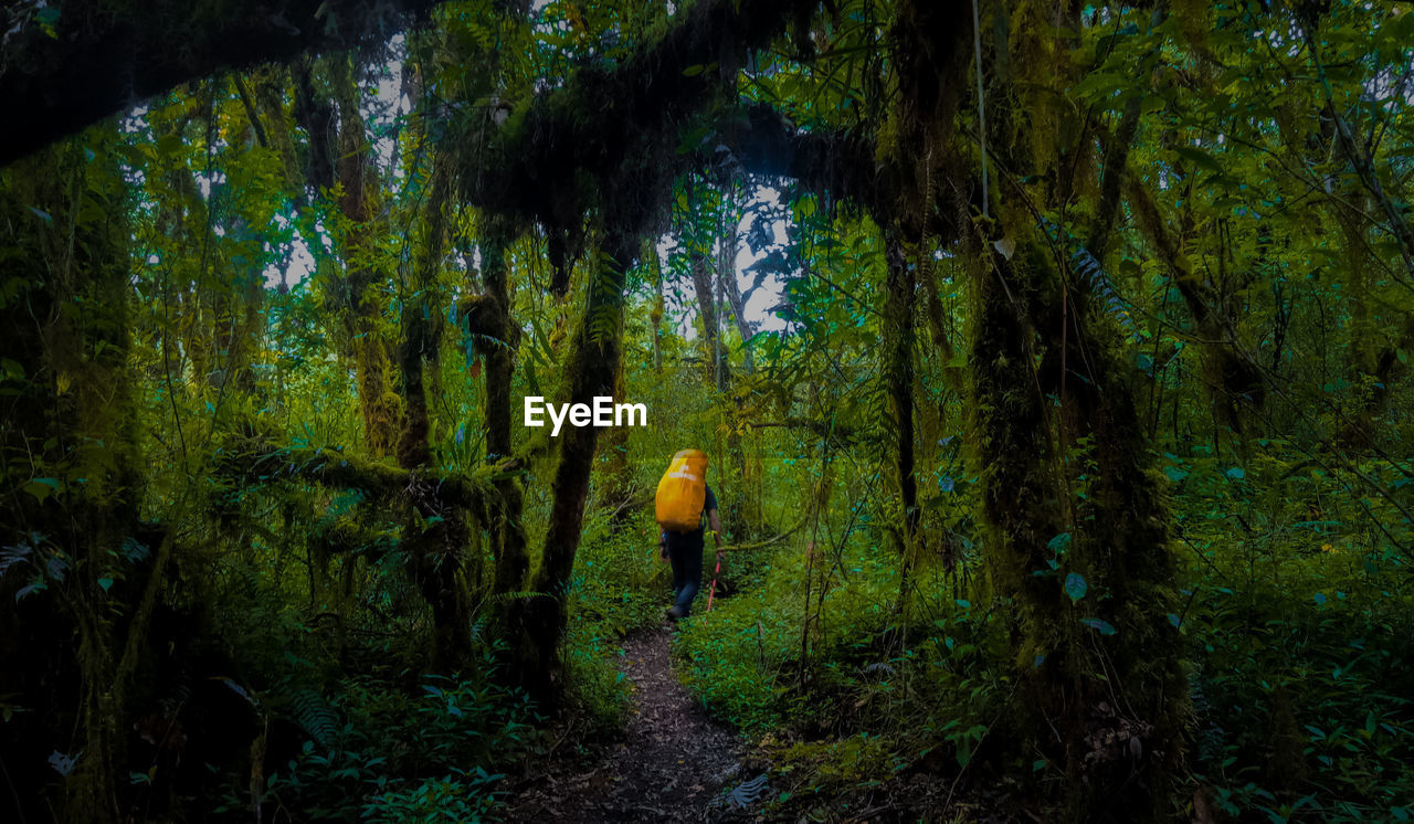 Rear view of man walking amidst trees in forest