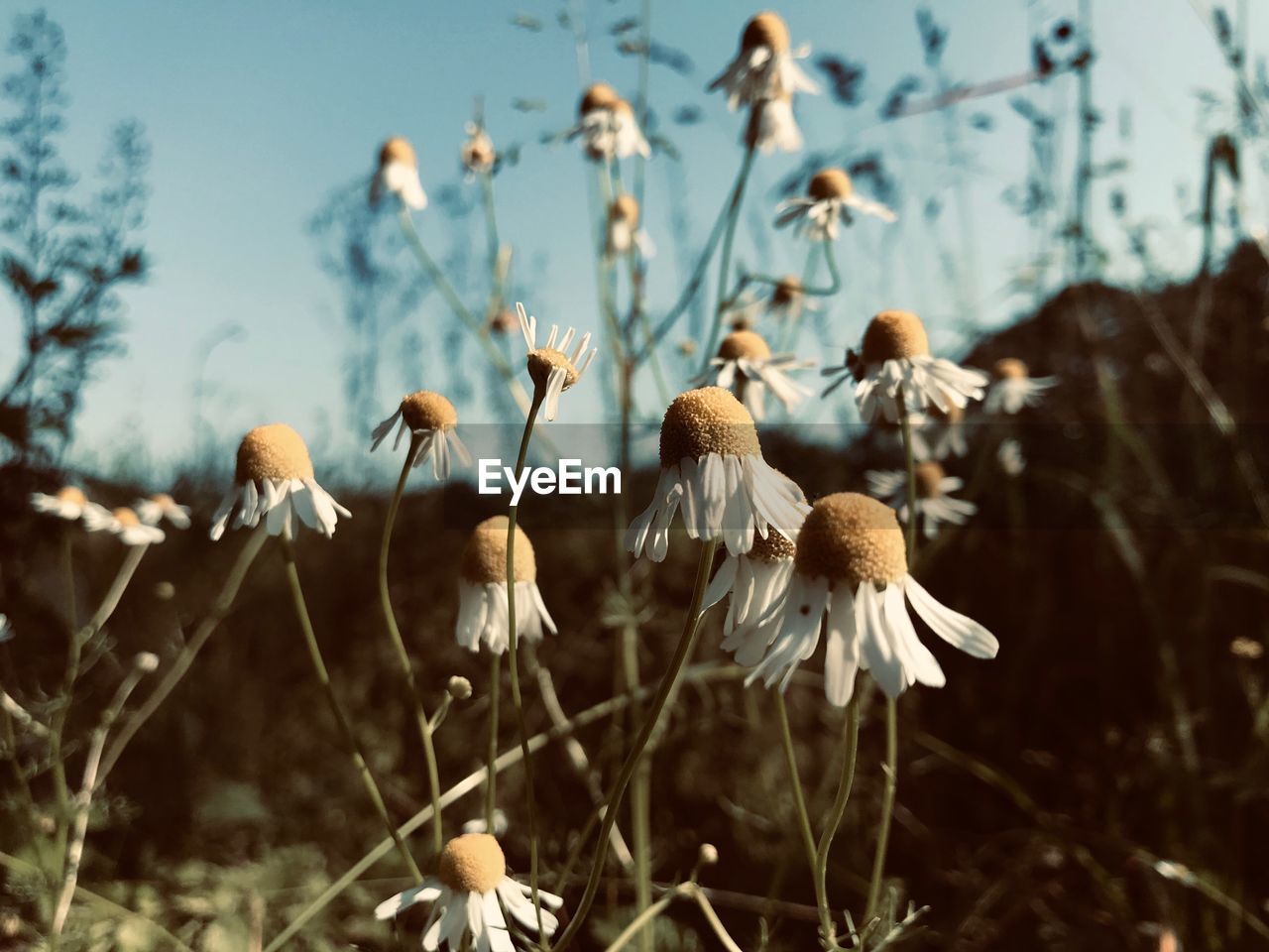 Close-up of wilted flower on field against sky