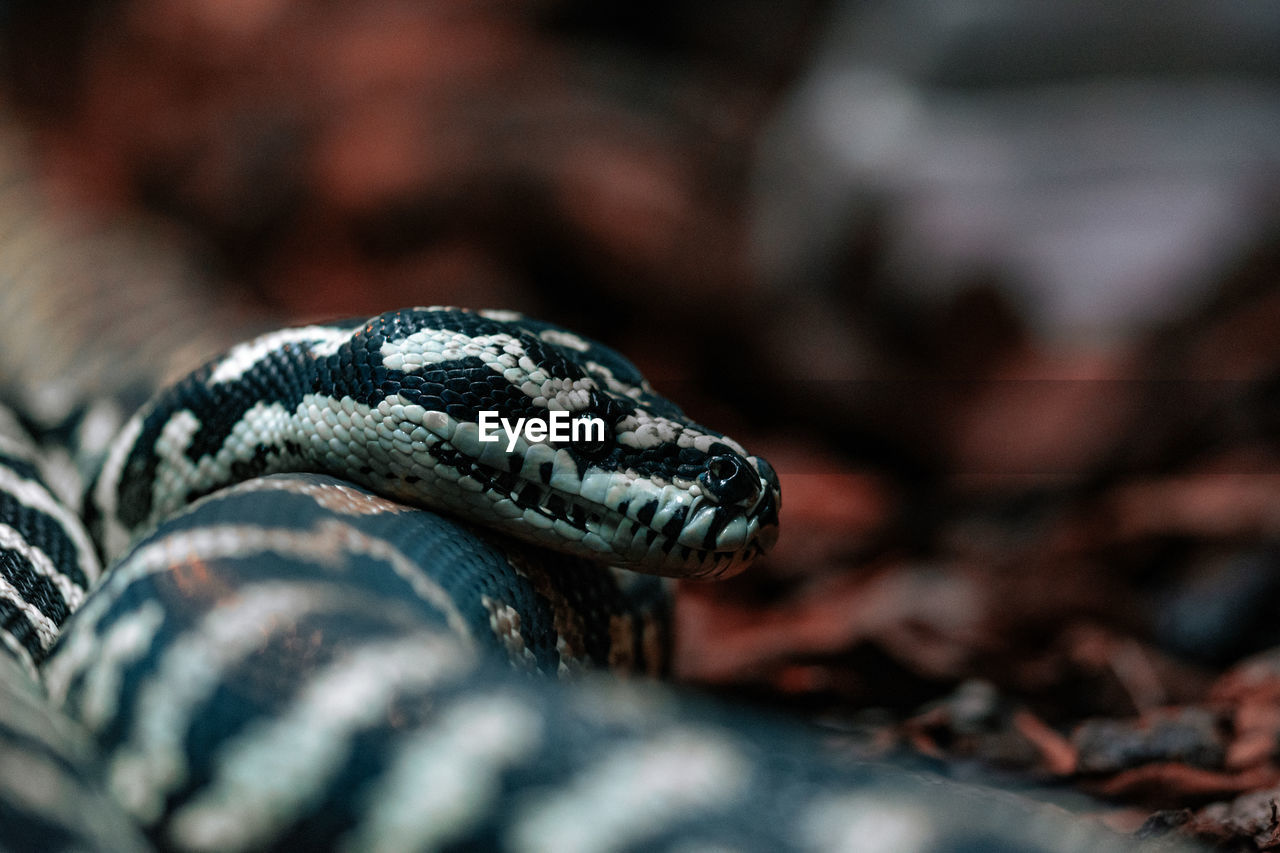 close-up of snake on field