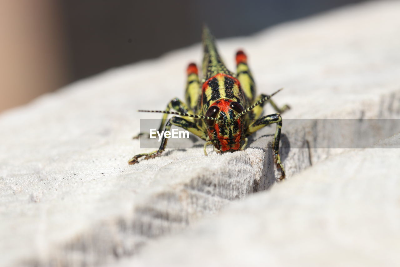 Close-up of multi colored locust 