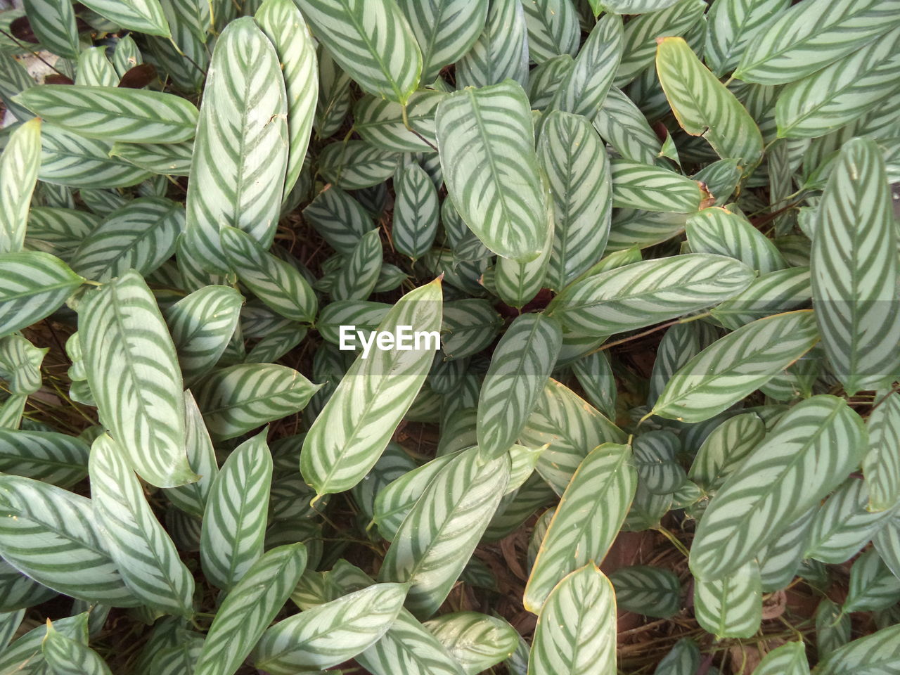 FULL FRAME SHOT OF GREEN LEAVES