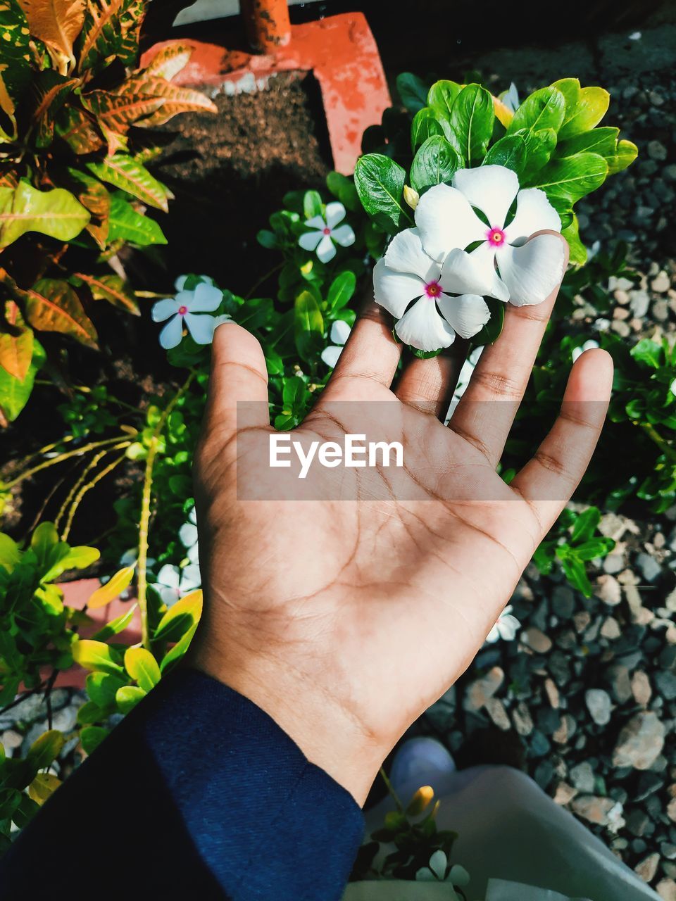 Close-up of hand holding flowering plant