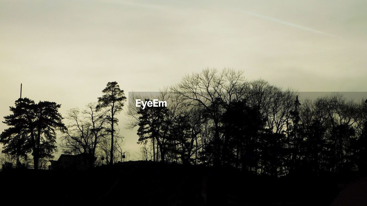 LOW ANGLE VIEW OF SILHOUETTE TREES AT SUNSET