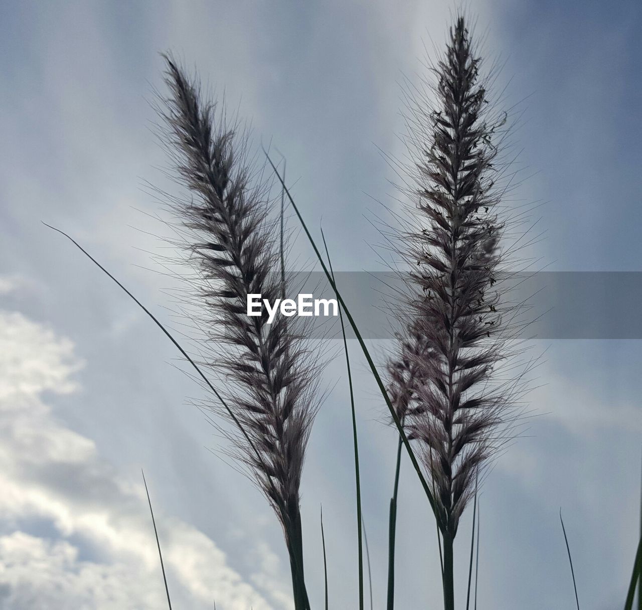 Low angle view of plants growing against sky