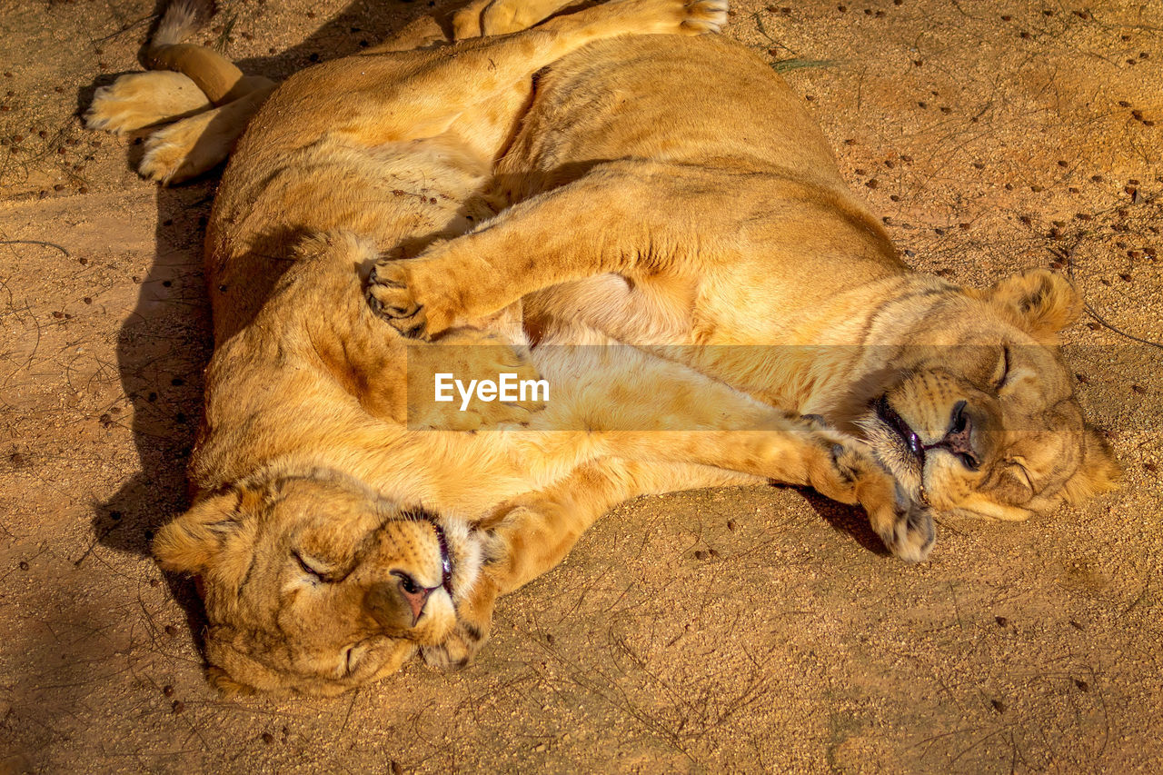 High angle view of lion cubs lying on field