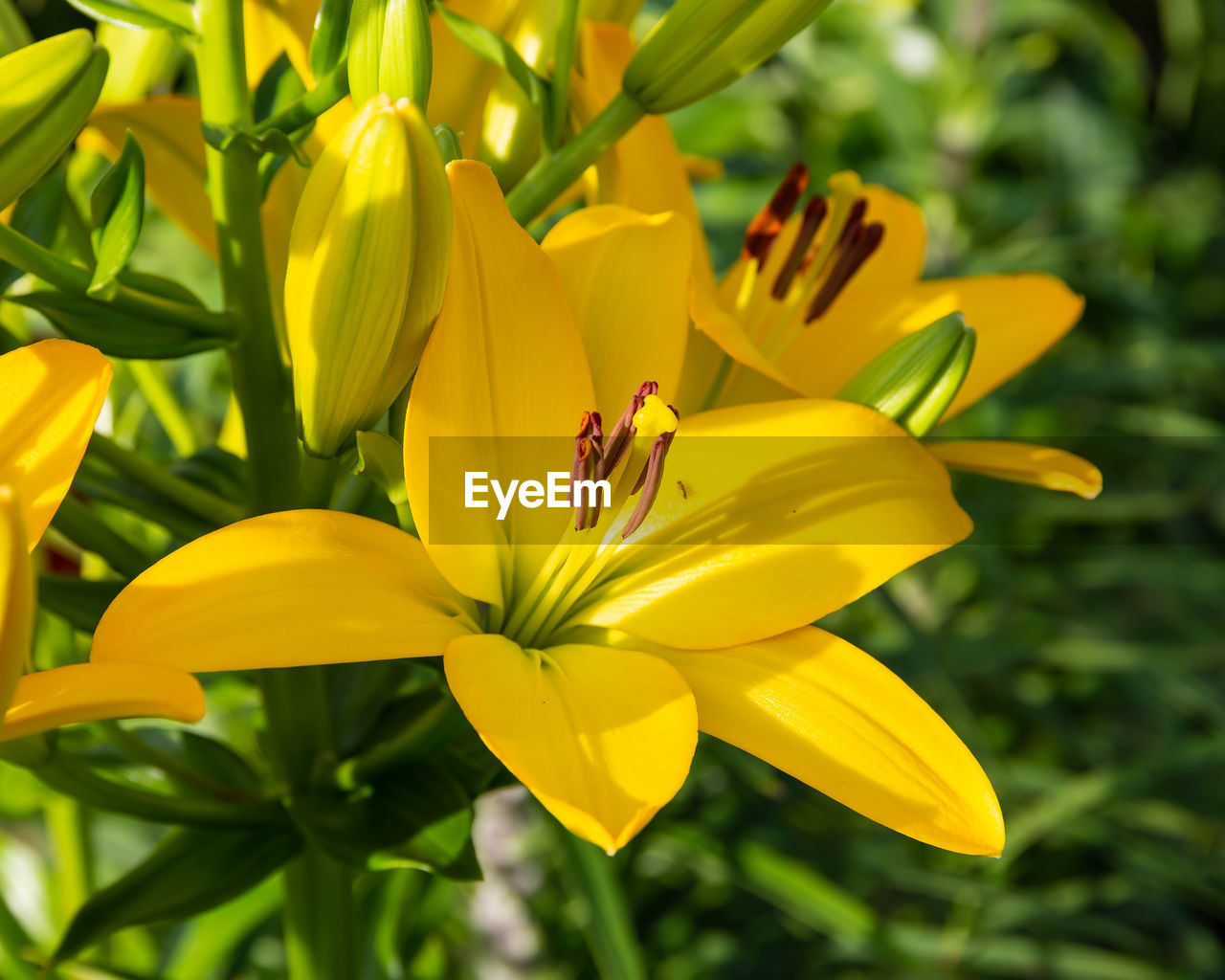 CLOSE-UP OF YELLOW INSECT ON FLOWER