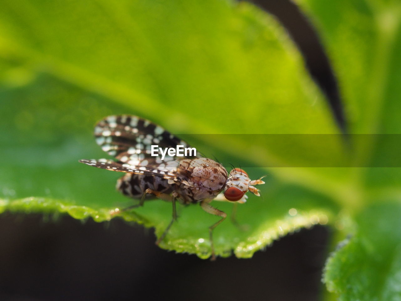 CLOSE-UP OF INSECT ON FLOWER