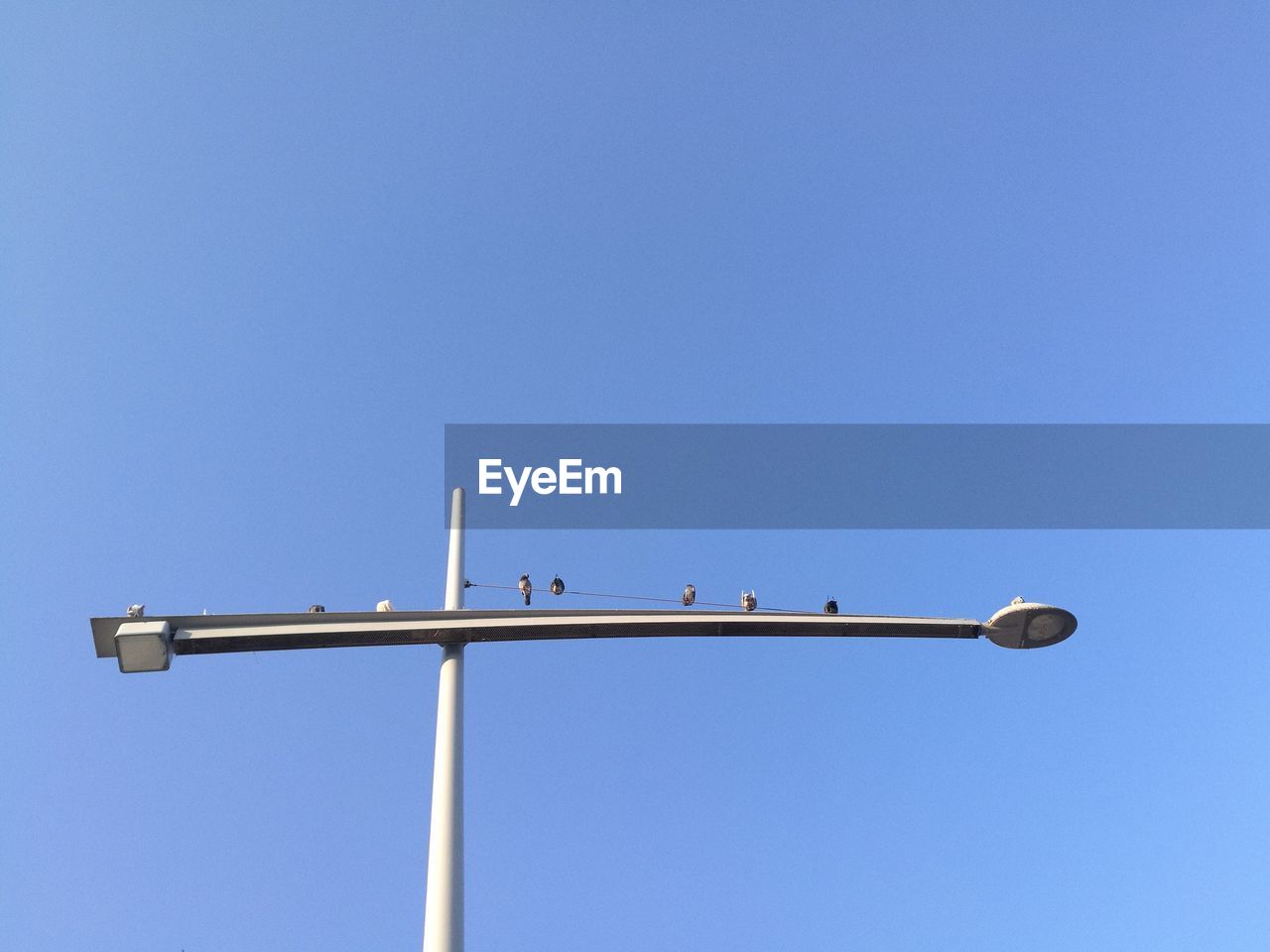 LOW ANGLE VIEW OF BIRDS PERCHING AGAINST CLEAR SKY