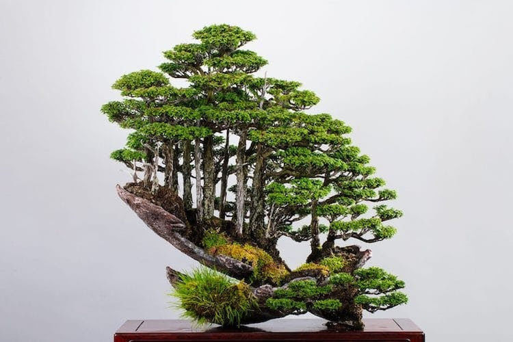 bonsai, plant, houseplant, bonsai tree, tree, nature, growth, indoors, flowerpot, no people, potted plant, studio shot, green, table, beauty in nature, wood, environment