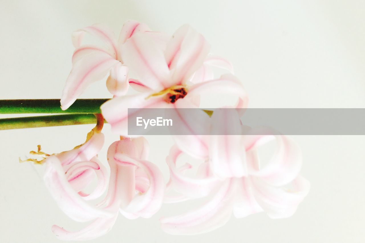 CLOSE-UP OF PINK FLOWER