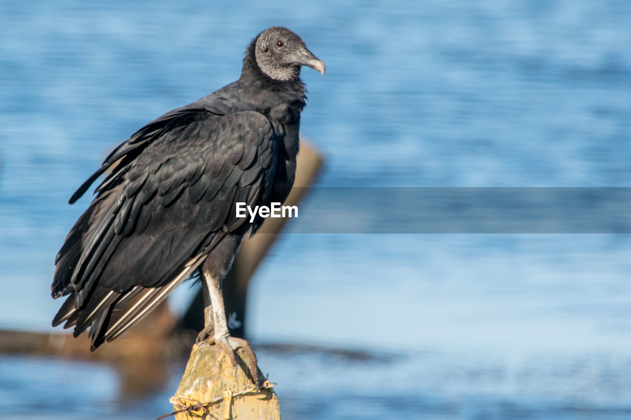 Close-up of vulture on wooden post