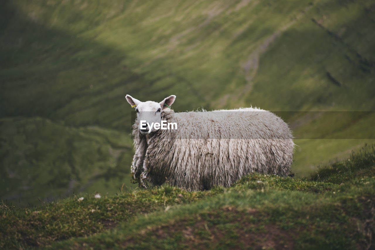 Sheep on a mountain in wales