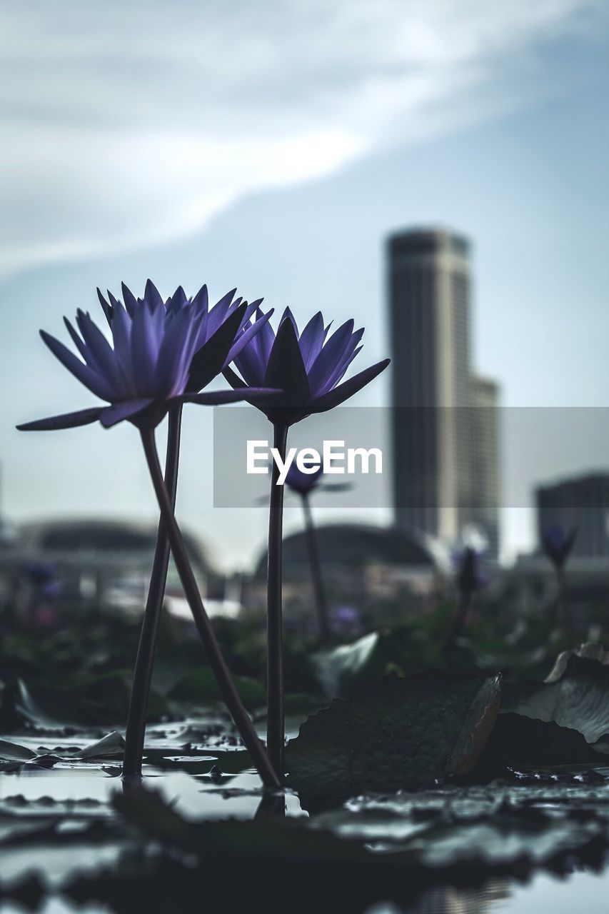 Close-up of purple flower against sky