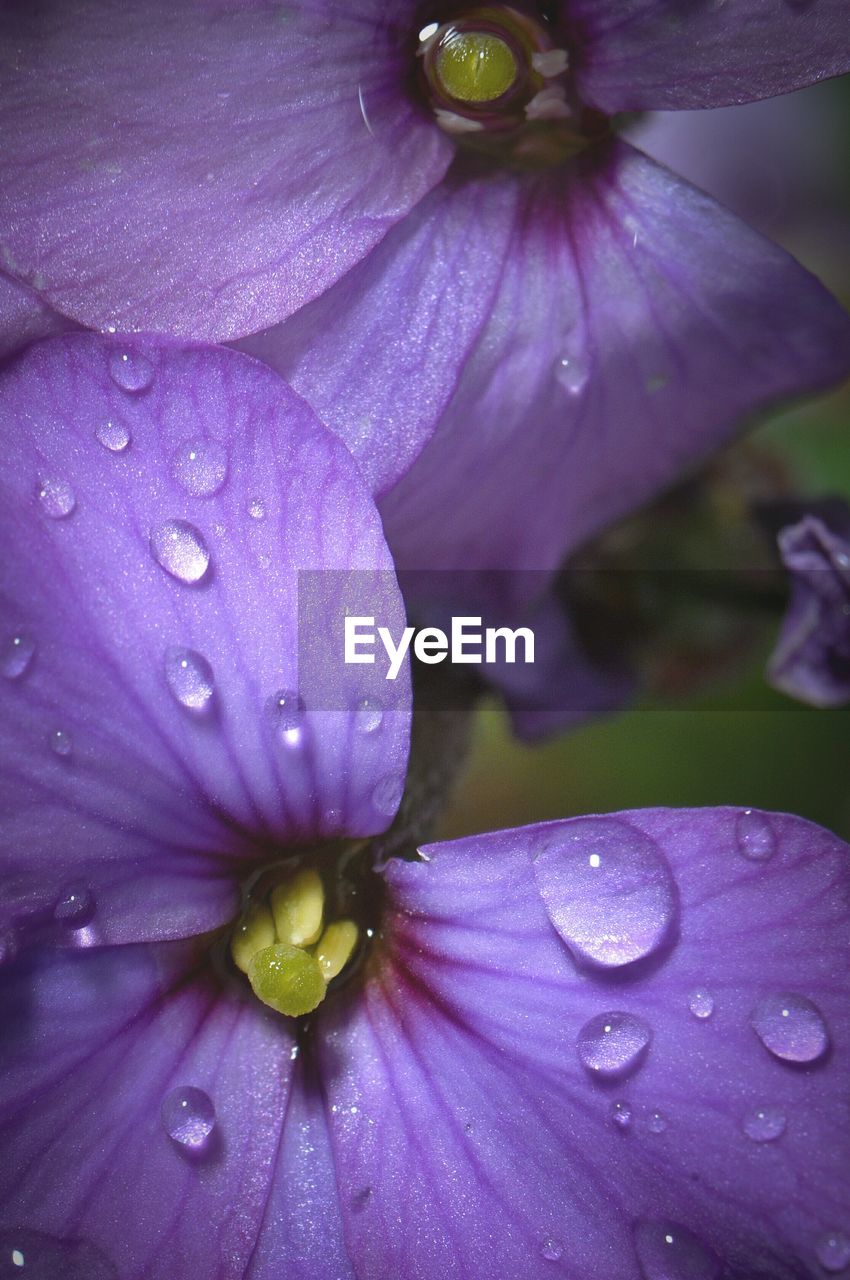 CLOSE-UP OF PURPLE WATER DROPS ON FLOWER