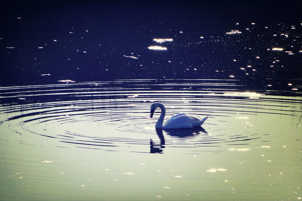 Swan swimming in lake