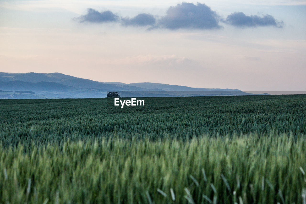 Scenic view of agricultural field against sky