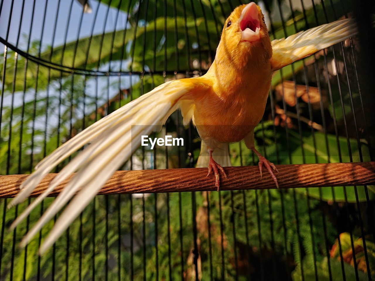 CLOSE-UP OF PARROT IN CAGE