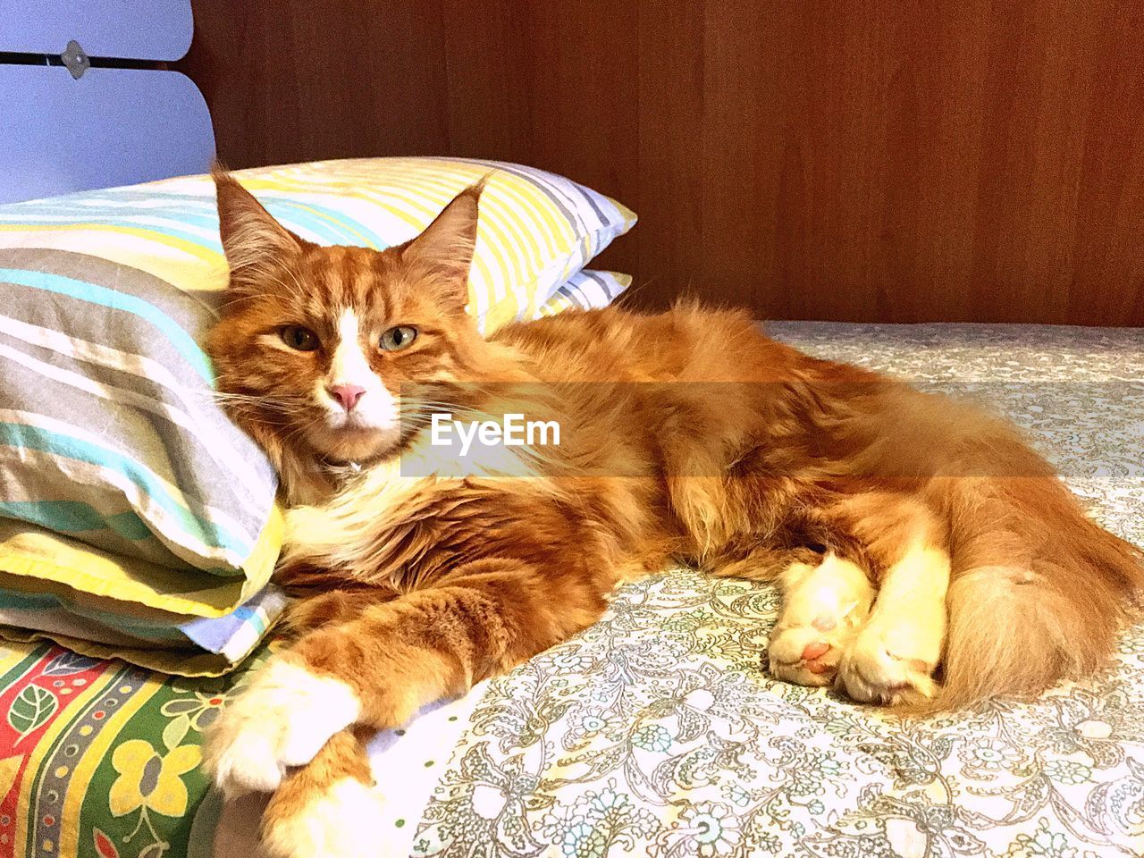 Close-up of cat sitting on bed at home