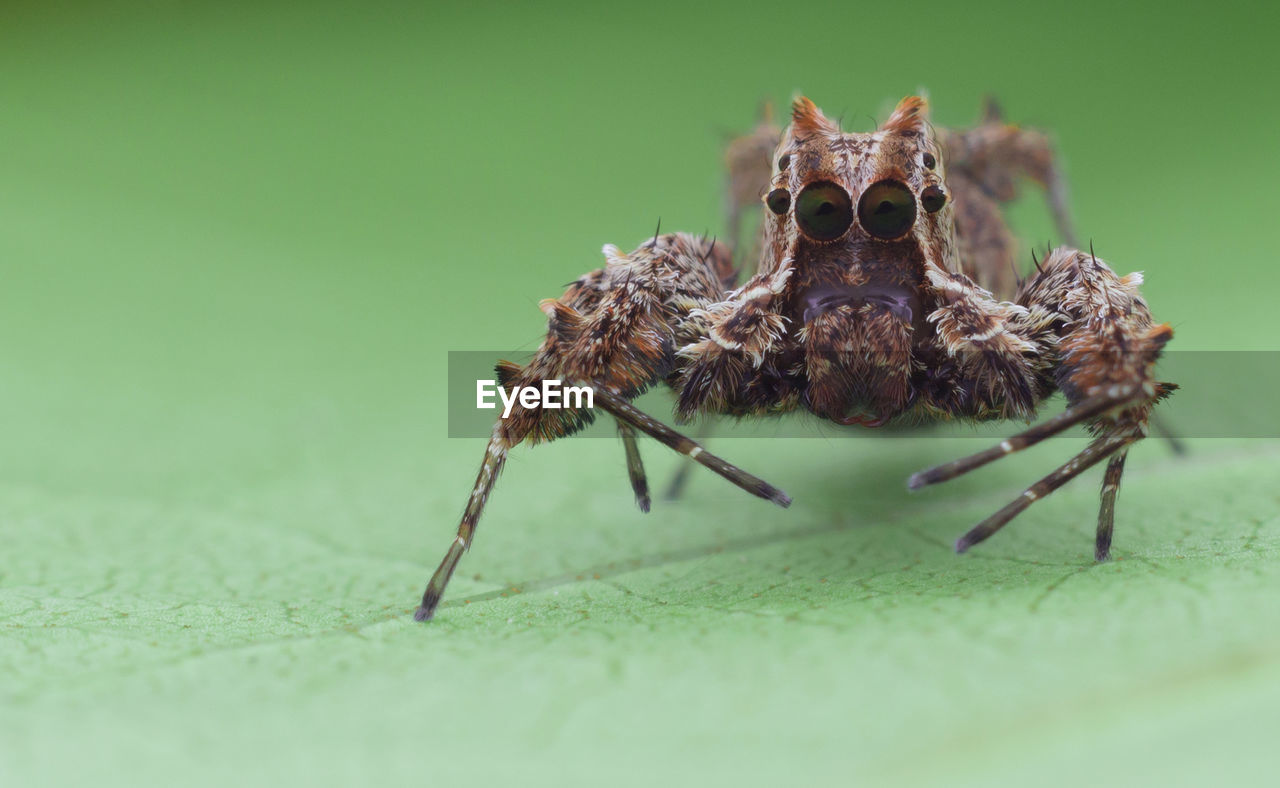 Close-up of spider