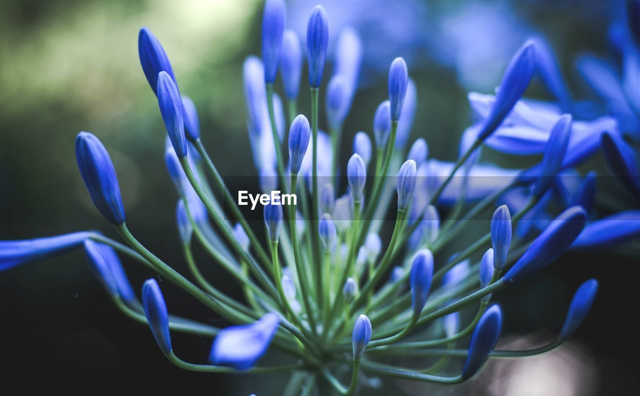 Close-up of blue flowers in park