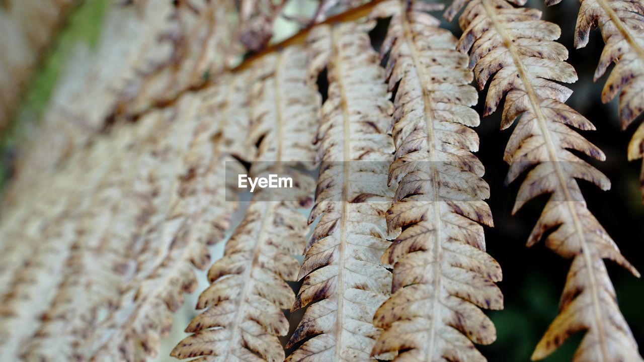 CLOSE-UP OF DRY LEAVES