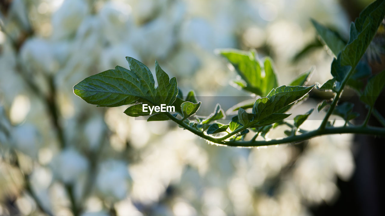 CLOSE-UP OF GREEN LEAVES