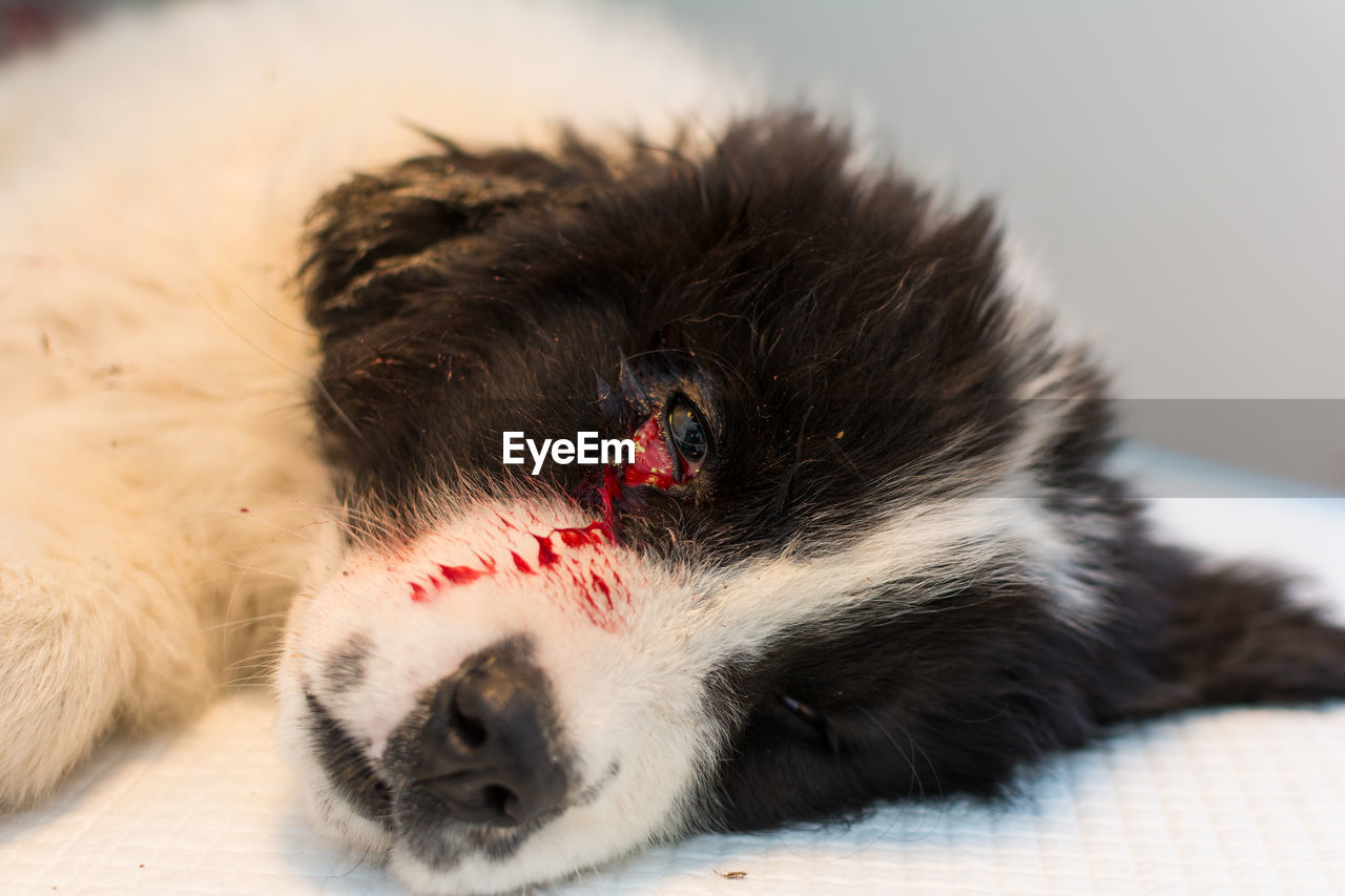 Sedated puppy with a bite wound near the eye on the table at the veterinary clinic