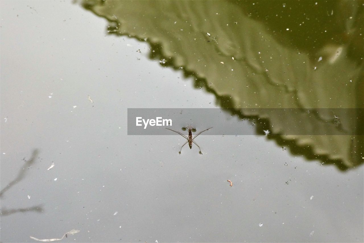 HIGH ANGLE VIEW OF INSECT ON A WATER