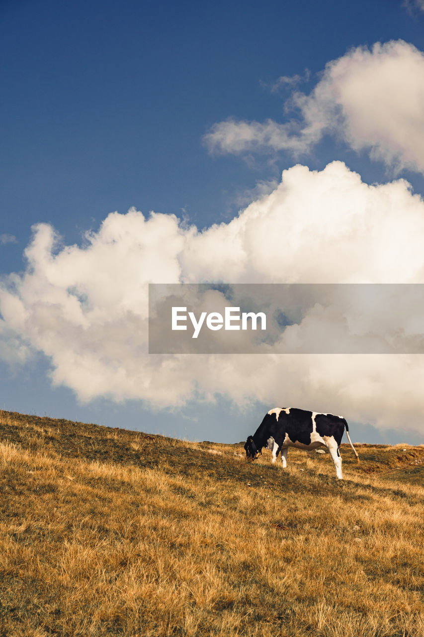 sky, cloud, animal, mammal, landscape, animal themes, environment, horizon, grassland, nature, domestic animals, hill, prairie, natural environment, grass, livestock, land, field, animal wildlife, steppe, rural area, plant, pet, group of animals, no people, plain, sunlight, beauty in nature, day, outdoors, scenics - nature, rural scene, pasture, wildlife, blue, agriculture, plateau, wilderness, meadow, grazing, cattle, two animals, horse, non-urban scene, cow, copy space, travel destinations, travel