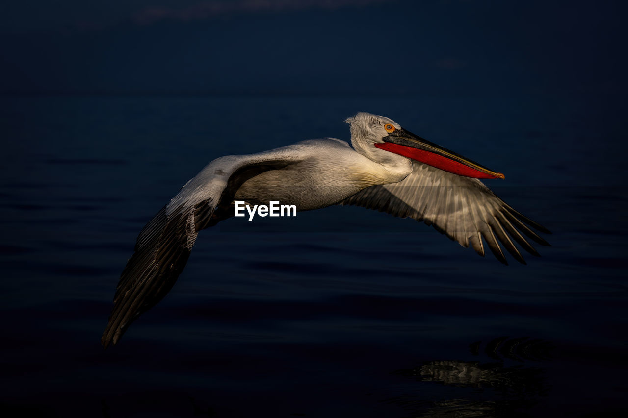 animal themes, animal, bird, animal wildlife, wildlife, one animal, beak, water, wing, flying, seabird, nature, no people, animal body part, pelican, spread wings, reflection, outdoors, sea