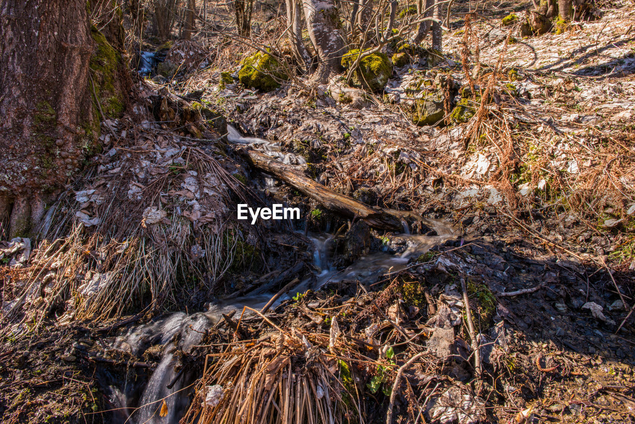 HIGH ANGLE VIEW OF ROOTS ON TREE