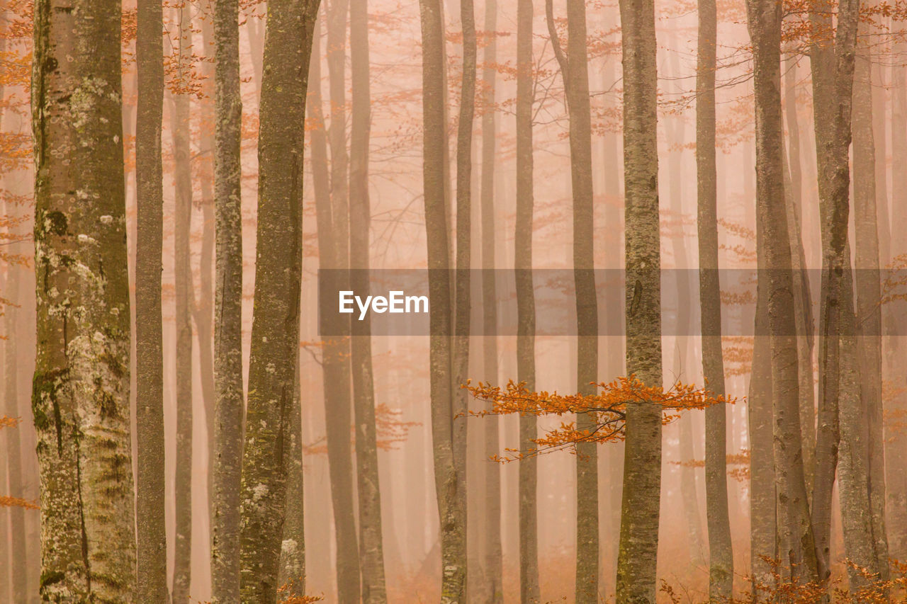 Panoramic view of pine tree in forest