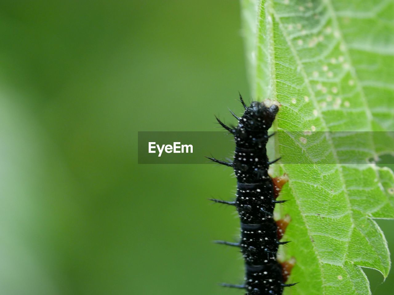 CLOSE-UP OF INSECT ON GREEN LEAF