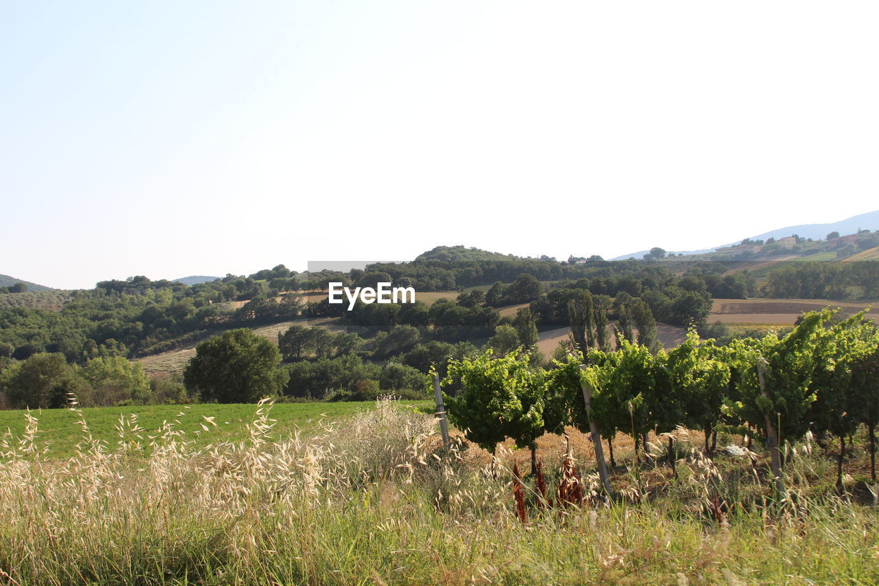 Scenic view of landscape against clear sky