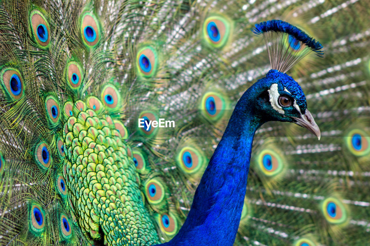 CLOSE-UP OF PEACOCK WITH BLUE FEATHERS