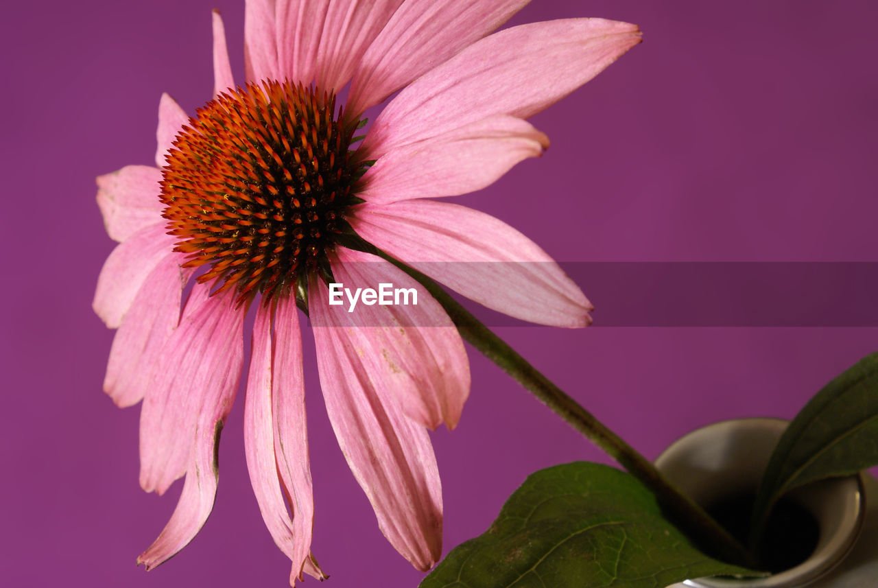 CLOSE-UP OF PINK AND PURPLE FLOWER