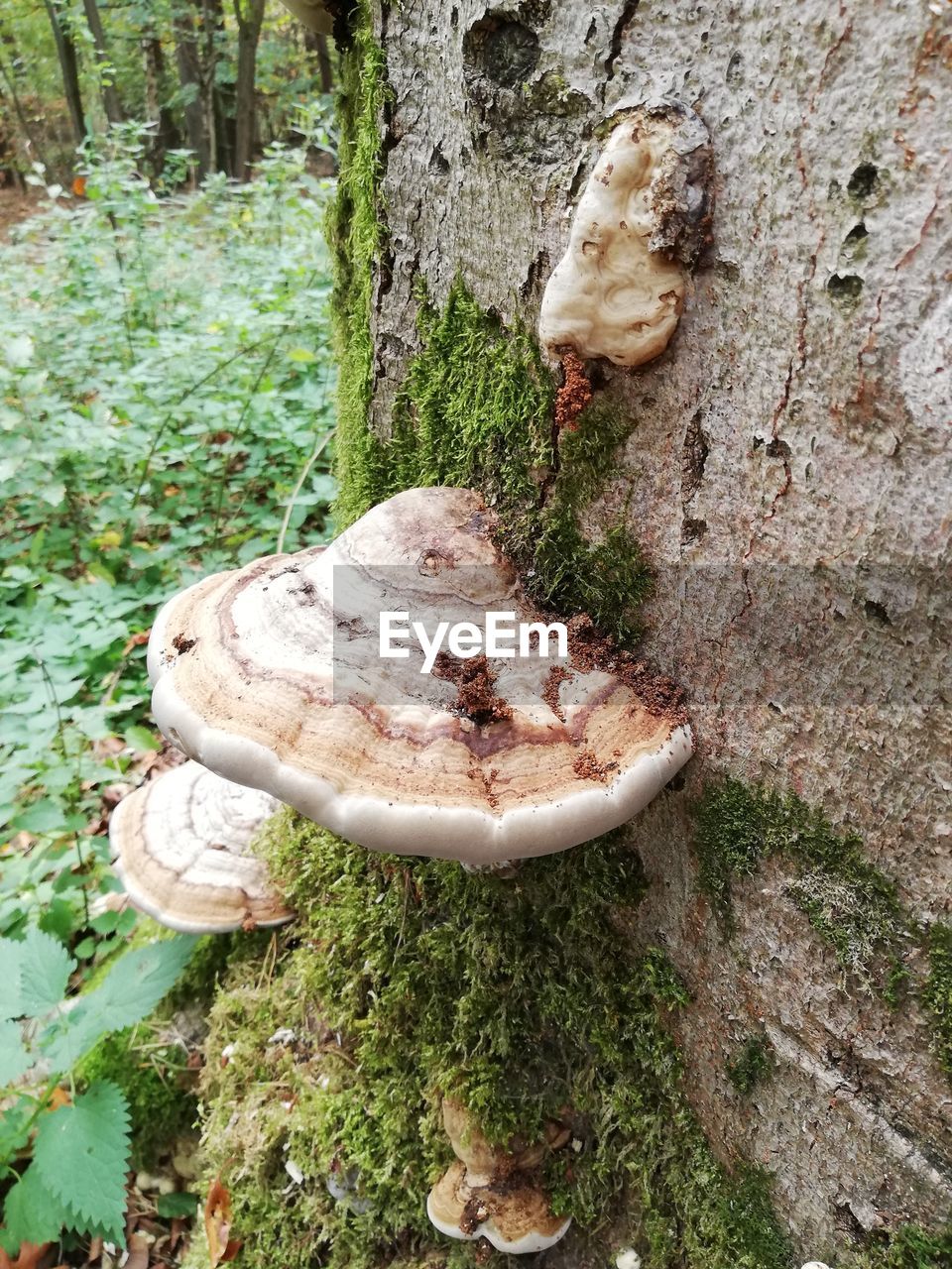 HIGH ANGLE VIEW OF MUSHROOMS ON TREE TRUNK