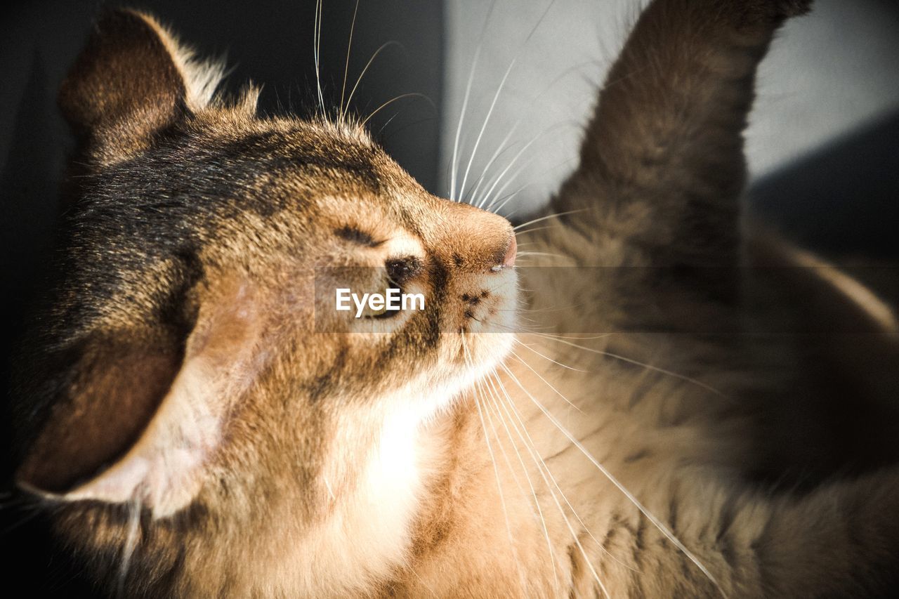 CLOSE-UP OF CAT WITH EYES