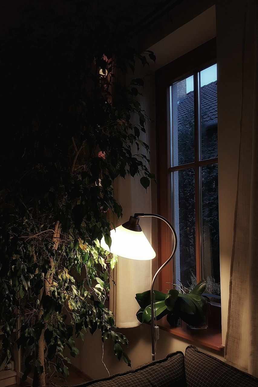 POTTED PLANTS ON TABLE