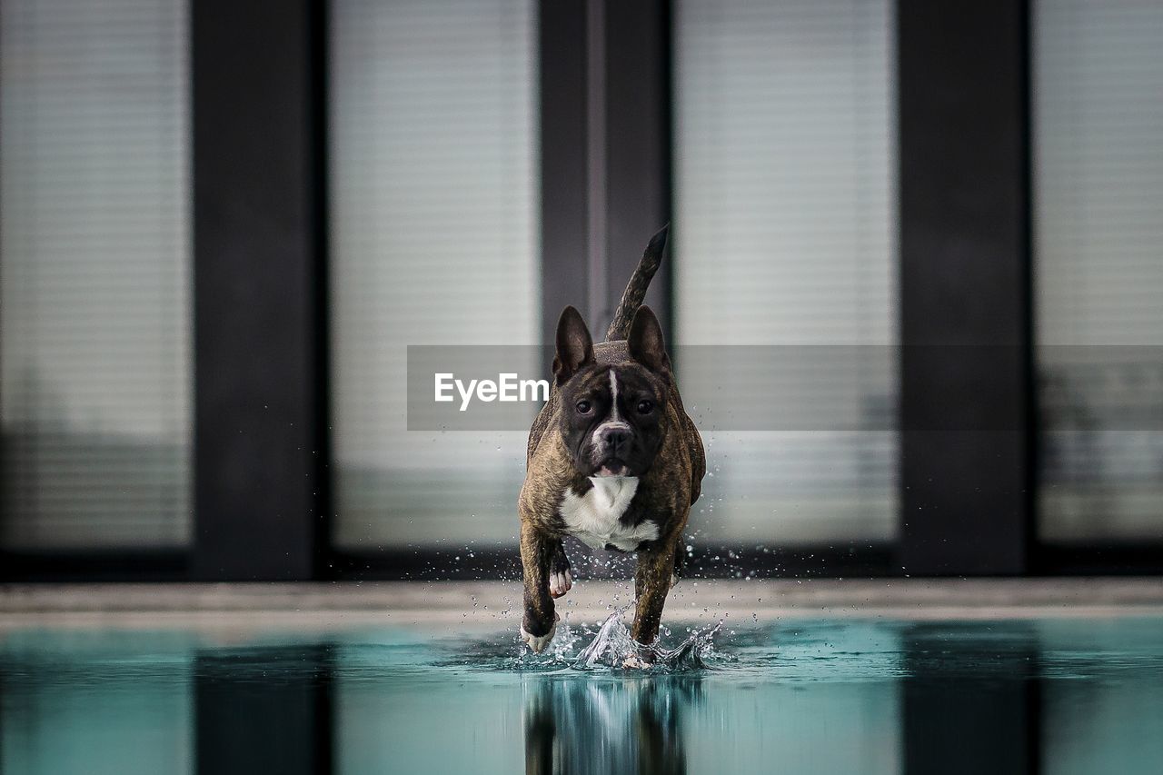 Portrait of dog on swimming pool