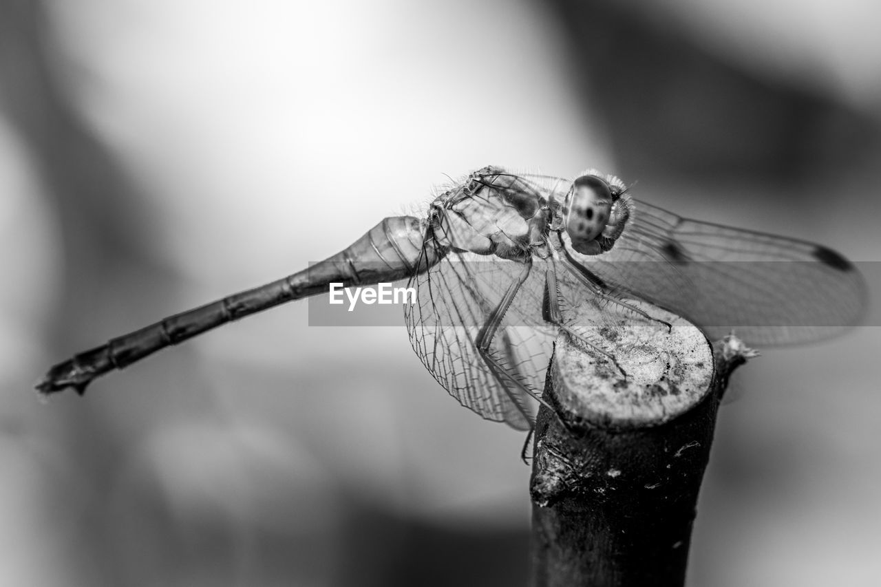 CLOSE-UP OF DRAGONFLY PLANT