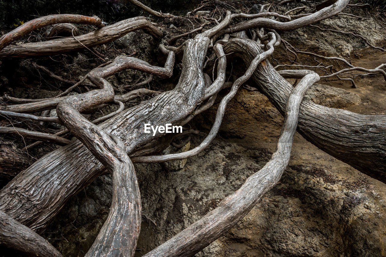 Fallen tree at forest