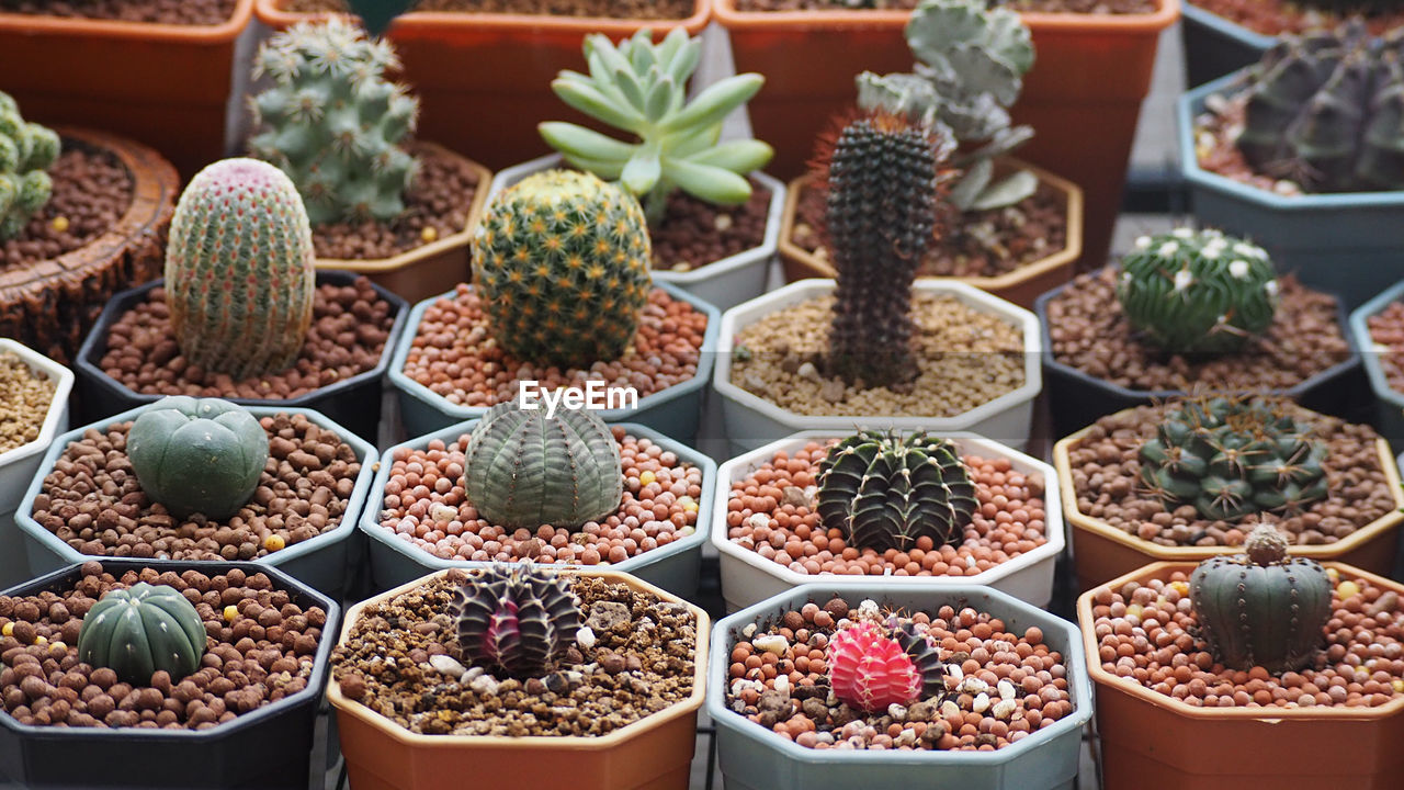 High angle view of potted plants for sale at market