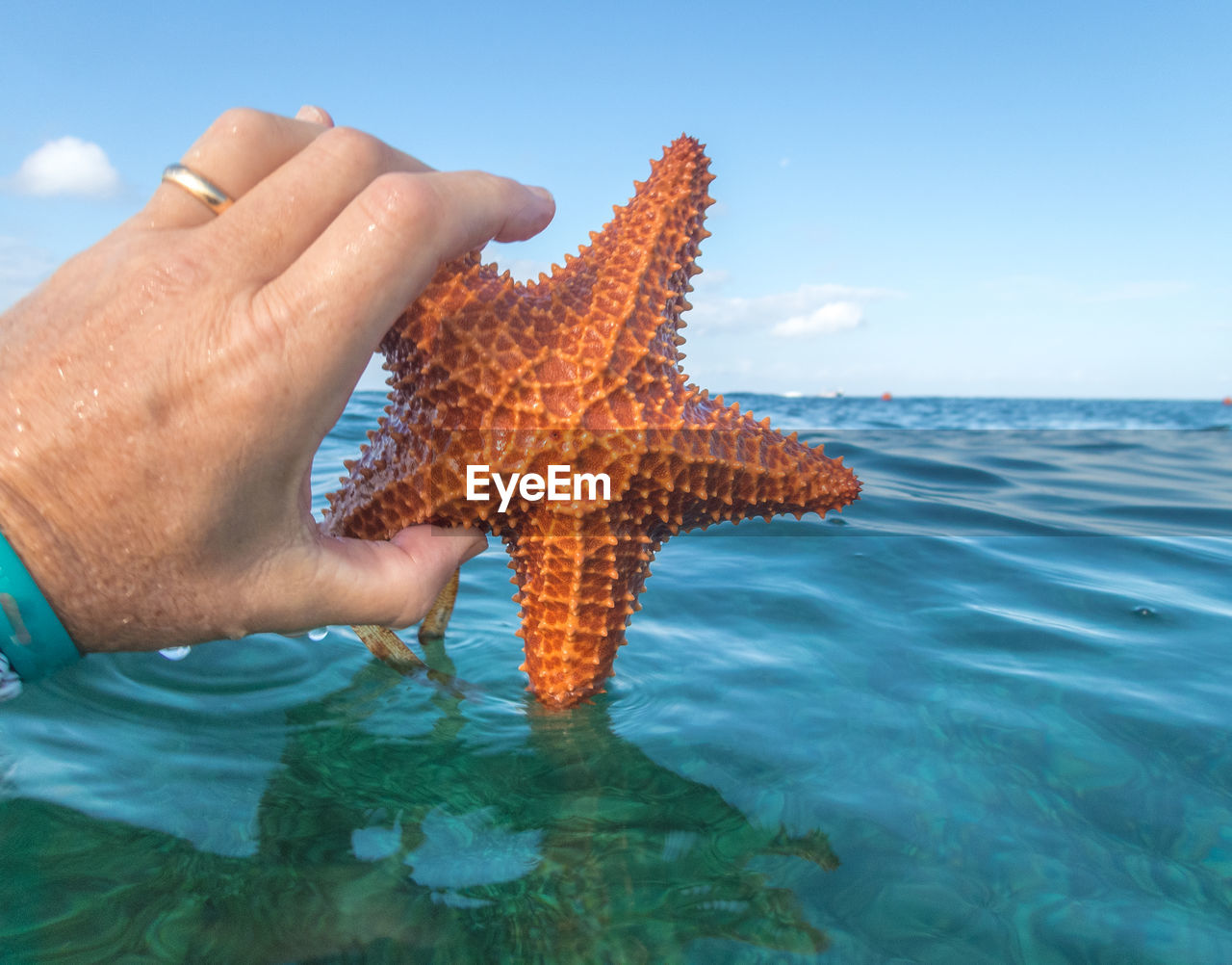 starfish, water, sea, hand, echinoderm, one person, nature, marine invertebrates, animal, sky, marine biology, animal wildlife, reef, sea life, animal themes, ocean, wildlife, blue, marine, one animal, adult, holiday, leisure activity, beach, beauty in nature, land, day, trip, vacation, outdoors, underwater, holding, finger, lifestyles, sunlight, star shape, close-up