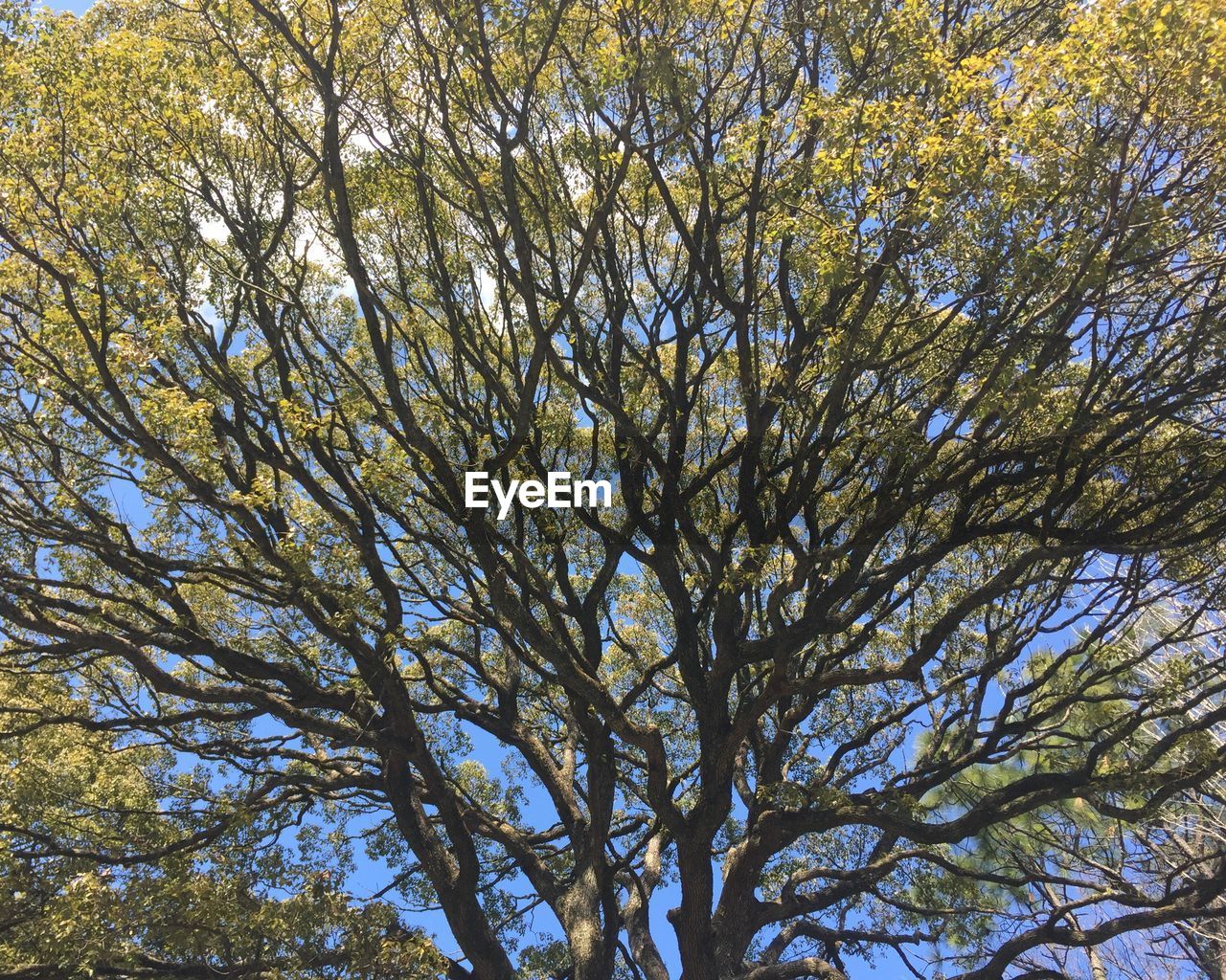 LOW ANGLE VIEW OF TREE