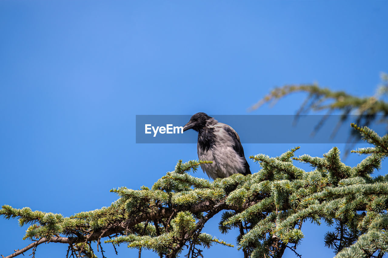 LOW ANGLE VIEW OF BIRD PERCHING ON A TREE